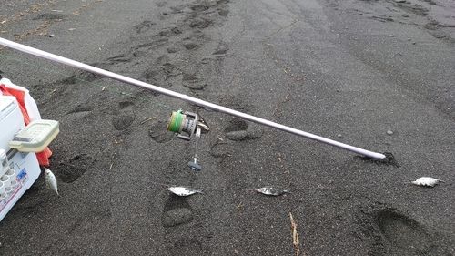 ヒイラギの釣果