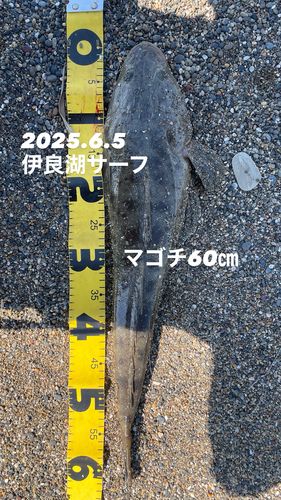 マゴチ