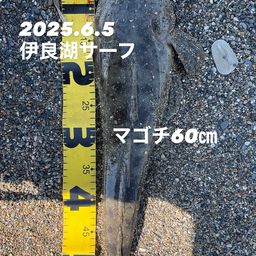 マゴチ