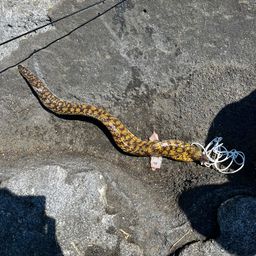 ウツボ