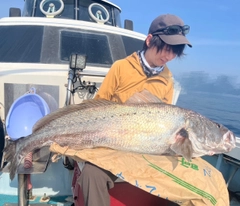 オオニベの釣果