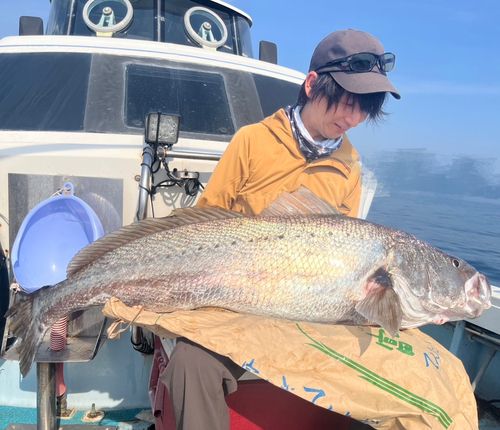 オオニベの釣果