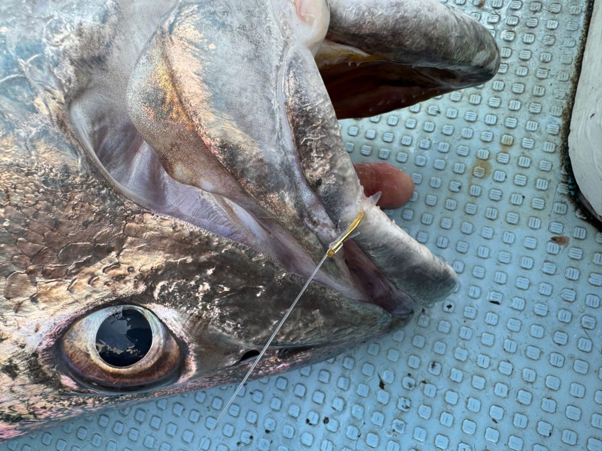 ゆうAnglers-connectionさんの釣果 3枚目の画像