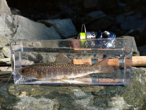 ニッコウイワナの釣果