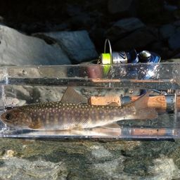 ニッコウイワナ