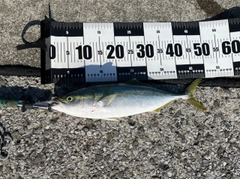ヤズの釣果