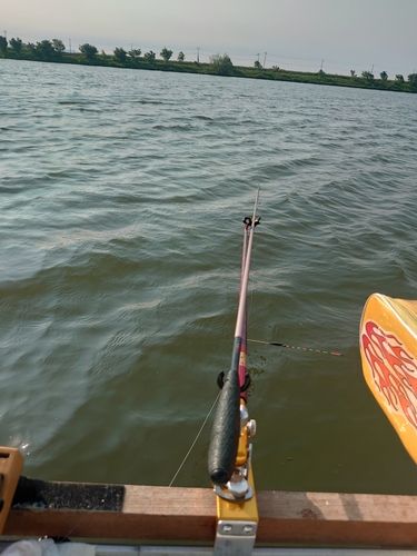 ヘラブナの釣果