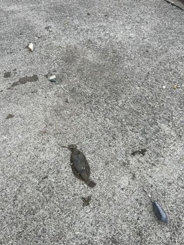 クロガレイの釣果