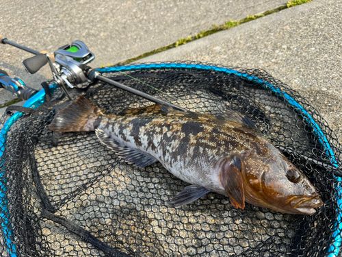 アイナメの釣果