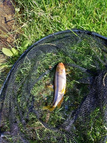 カワムツの釣果