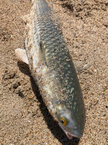 ボラの釣果