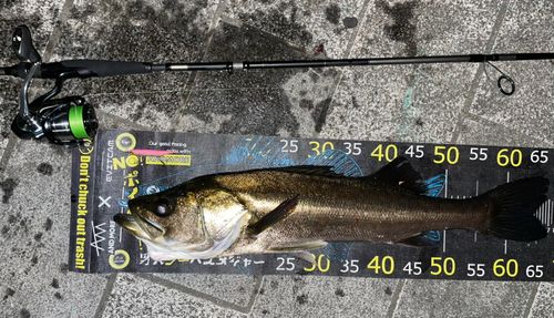 シーバスの釣果