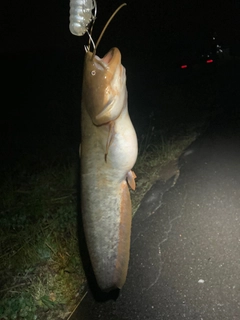 ナマズの釣果