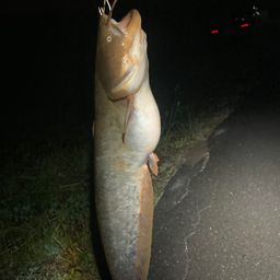 ナマズ