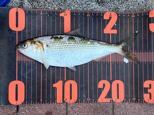 コノシロの釣果