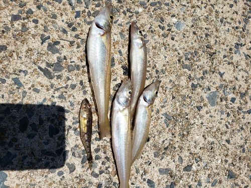キスの釣果