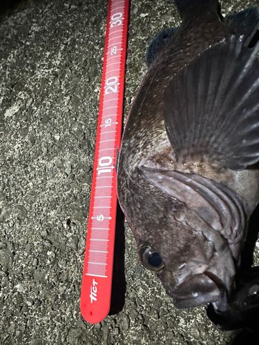 マゾイの釣果