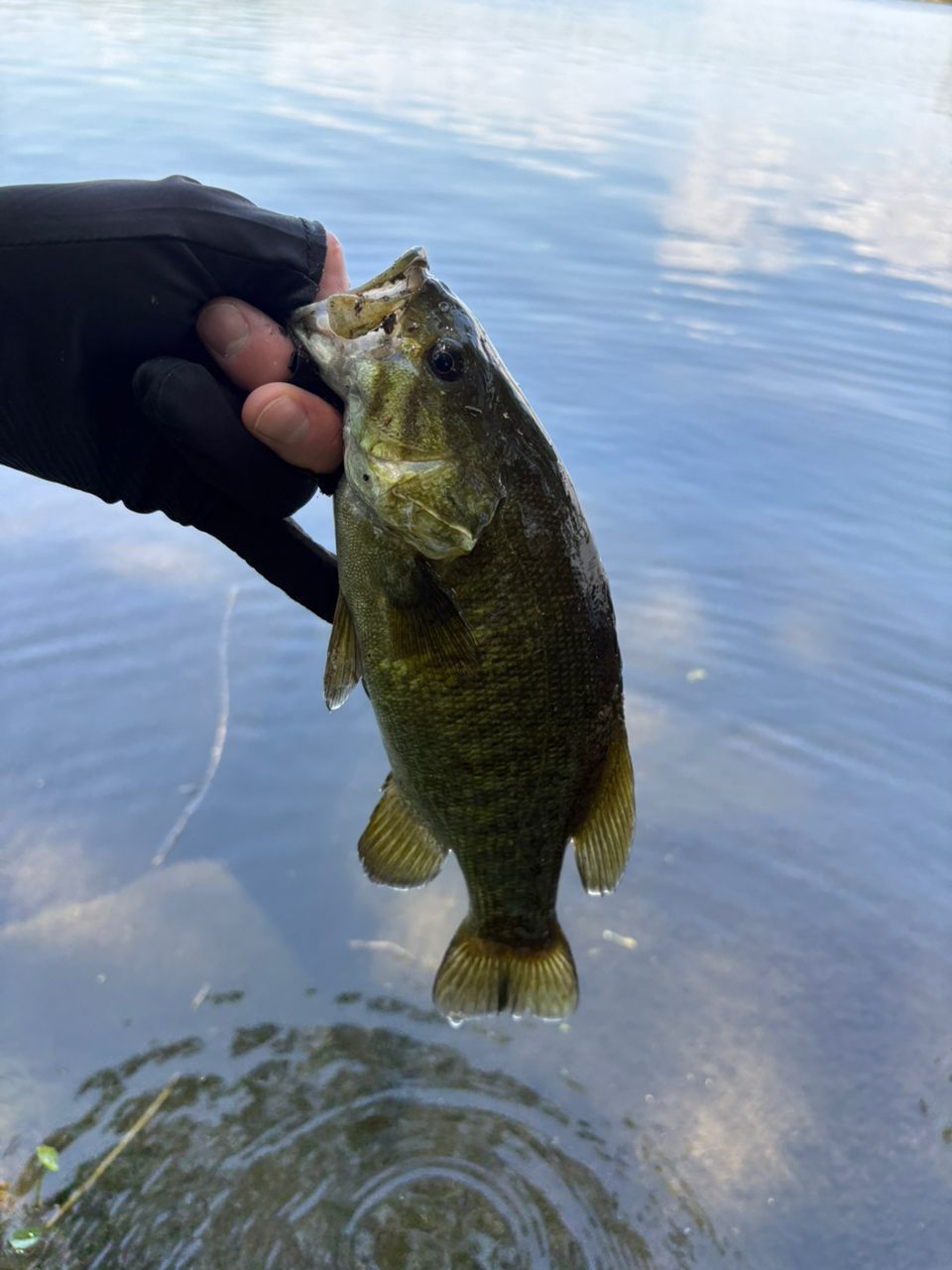 スモールマウスバス