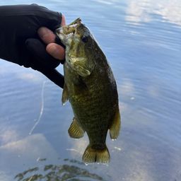 スモールマウスバス