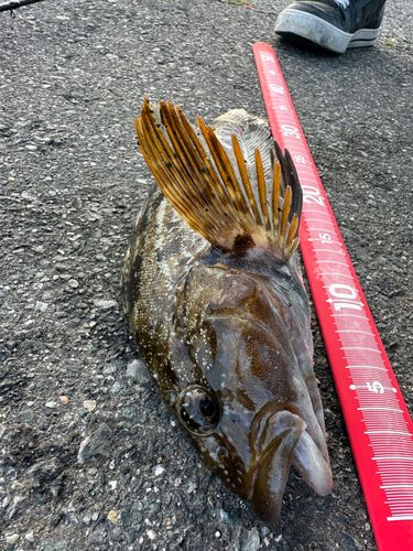 アイナメの釣果