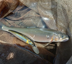 アユの釣果