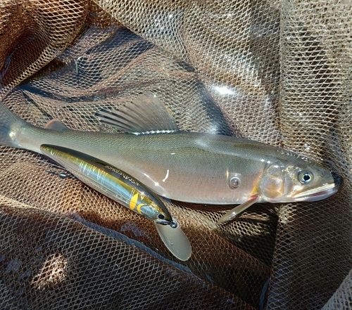 アユの釣果