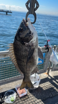 クロダイの釣果