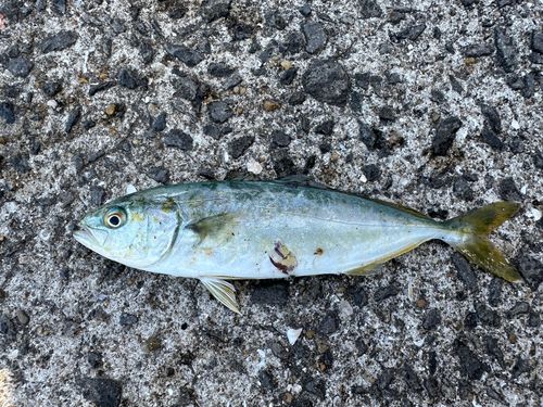 ヒラマサの釣果