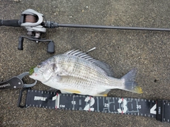 キビレの釣果