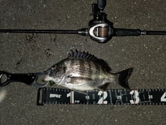 チヌの釣果
