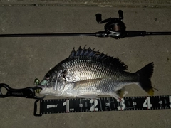 キビレの釣果