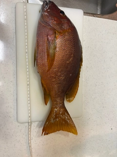 シブダイの釣果