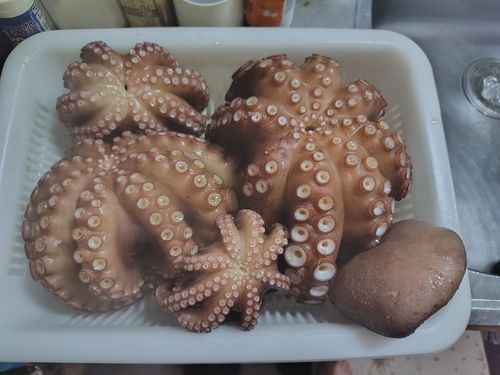マダコの釣果