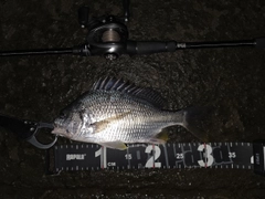 キビレの釣果