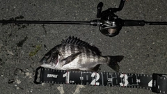 チヌの釣果
