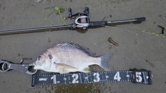 キビレの釣果