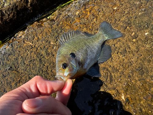 ブルーギルの釣果