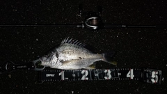 キビレの釣果