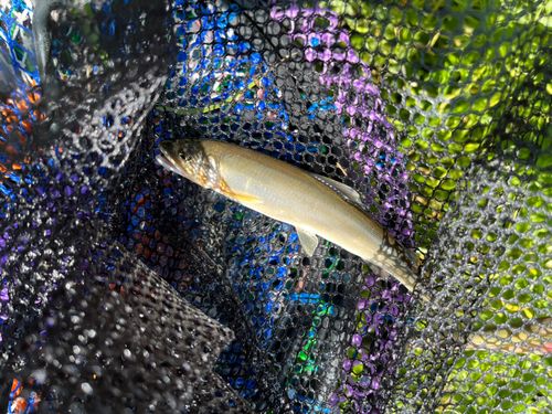 アユの釣果