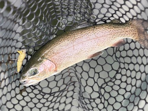 ニジマスの釣果