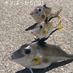 ギマ