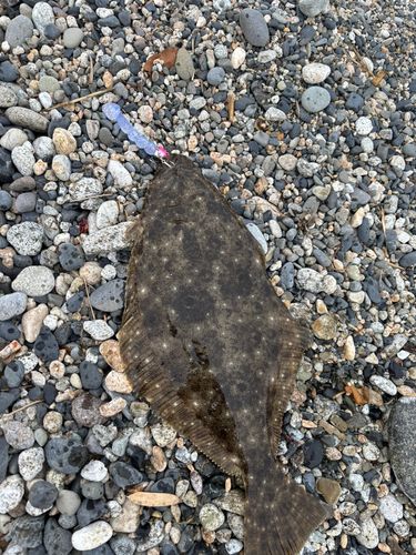 ヒラメの釣果