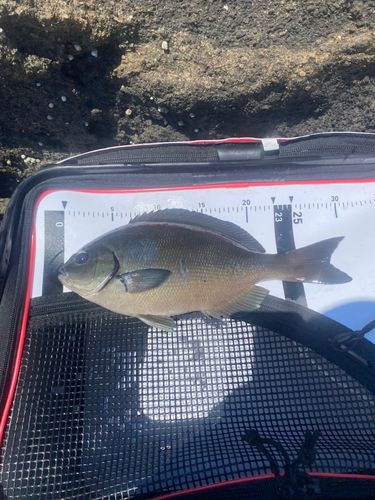 メジナの釣果