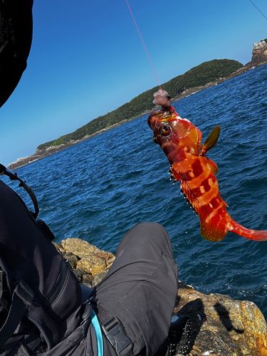アカハタの釣果