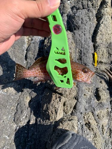 オオモンハタの釣果