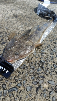 マゴチの釣果