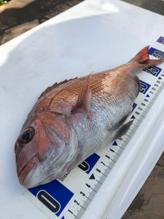 マダイの釣果