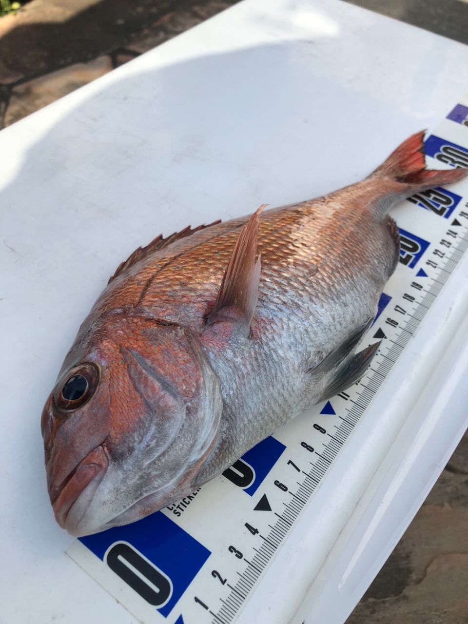 mama Lemonさんの釣果 1枚目の画像