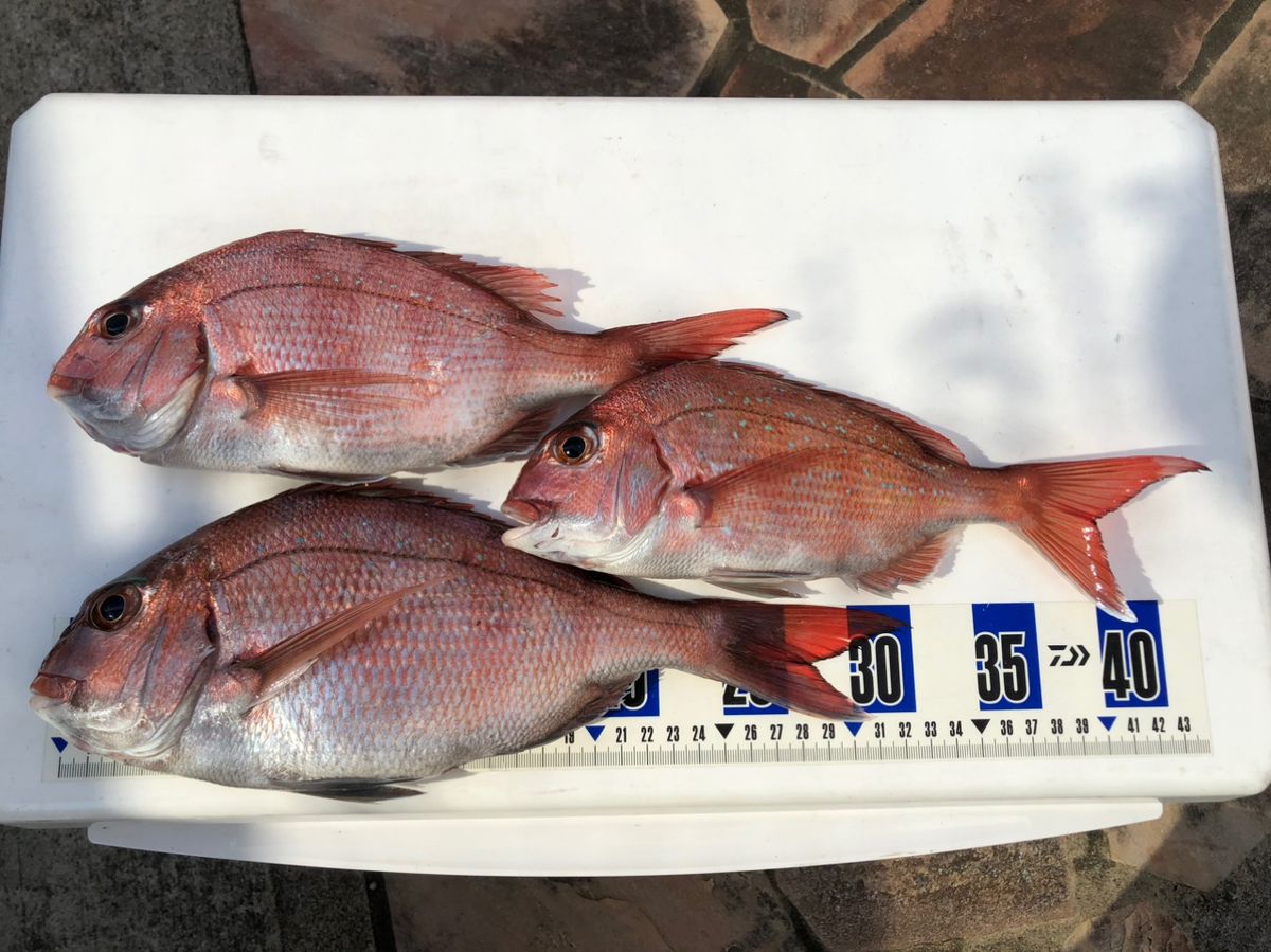 mama Lemonさんの釣果 2枚目の画像