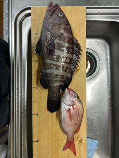 マダイの釣果